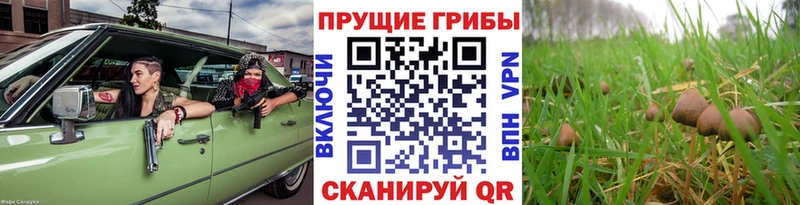 Галлюциногенные грибы Psilocybine cubensis  сколько стоит  Всеволожск 